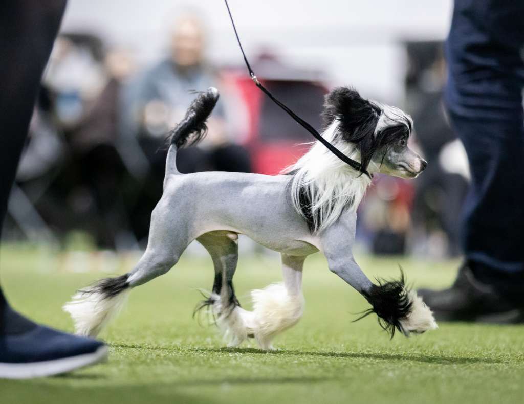 FluffyGoals Absolutely Handsome