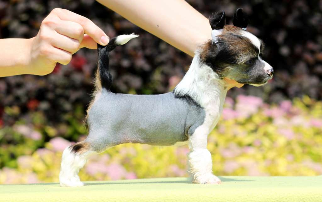 Hipnotyzujaca Wzrokiem Pretensja