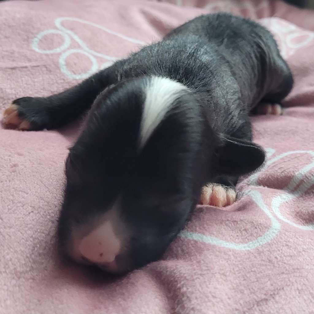 Unicorn Magic Drazsé