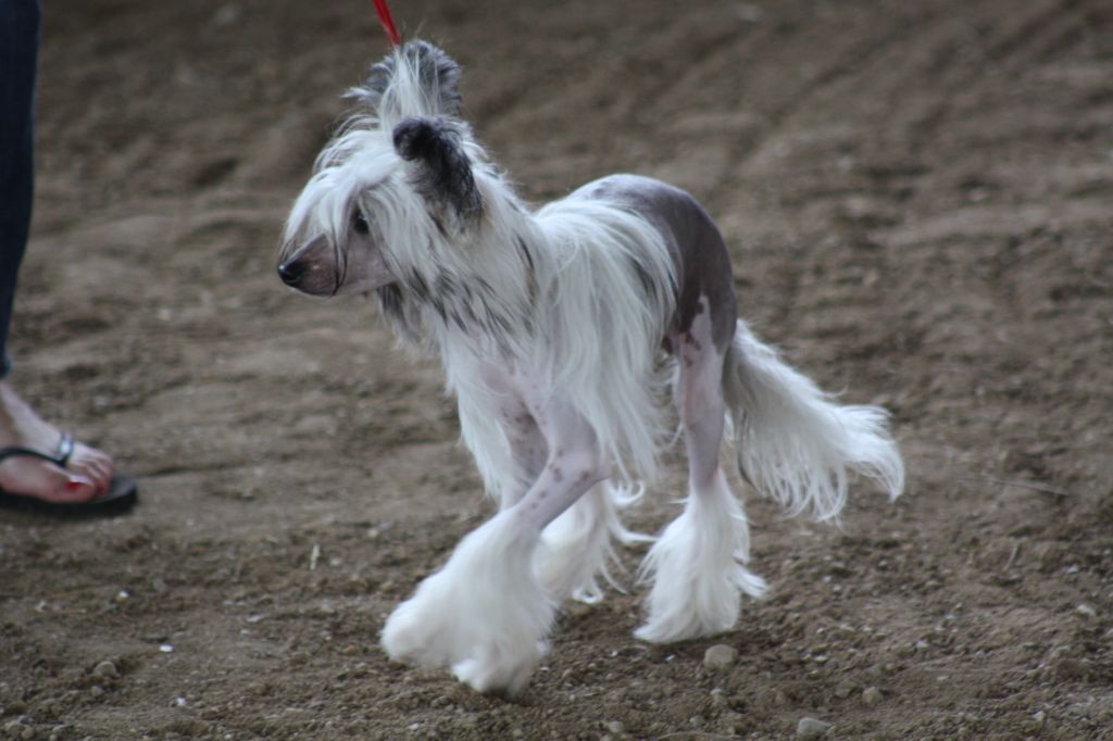 Fantazy Night Femoon Aira