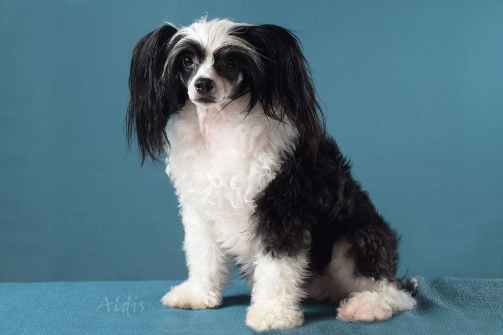 Practical Hero Yellow Dame