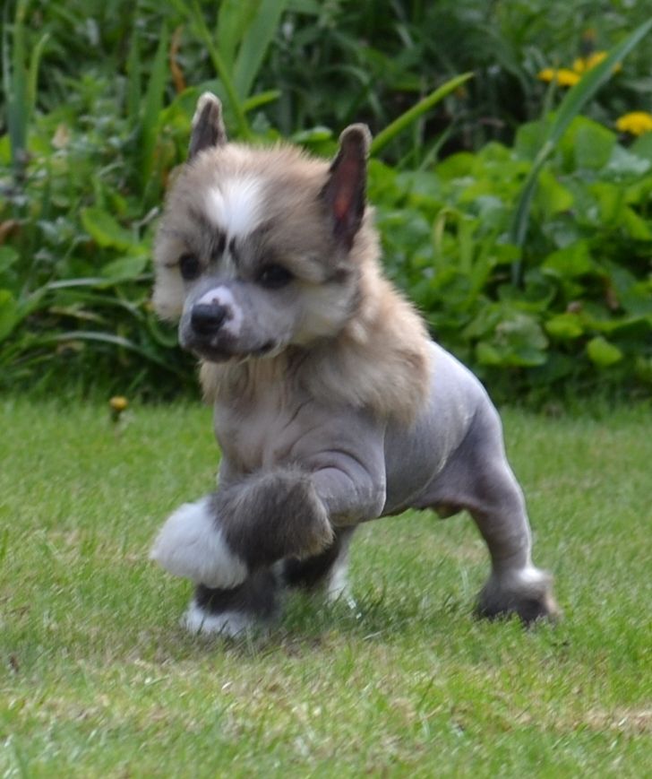 Dragonland Gleaming Star