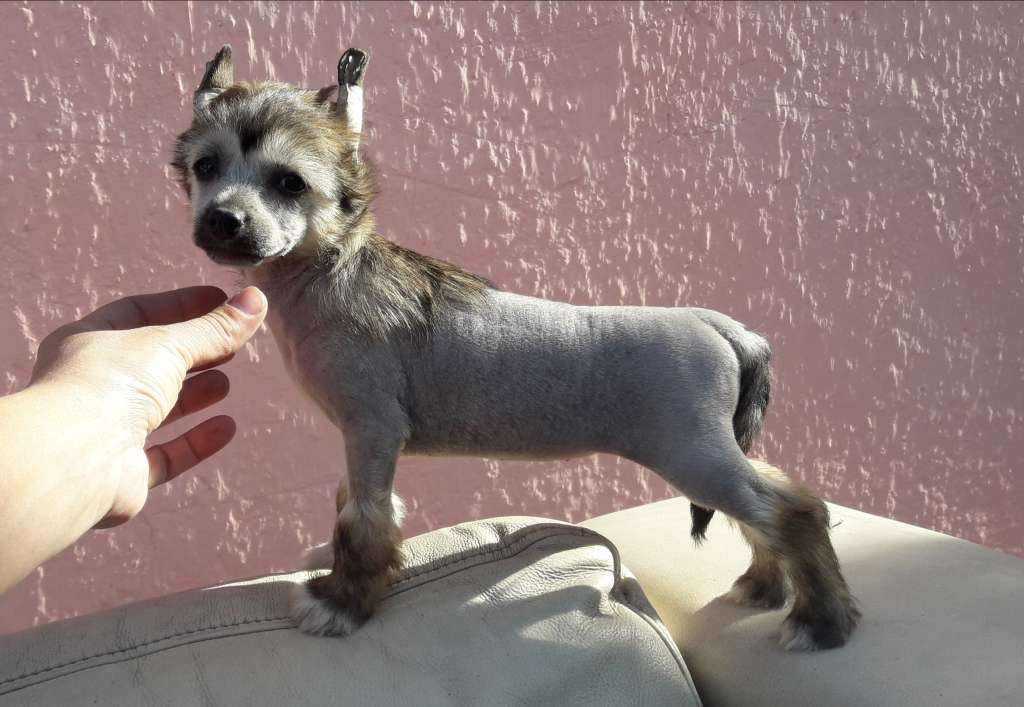 Tomb Rider Sasima Fci