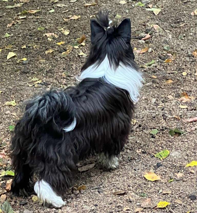 Incanto Del Mondo Tasty Candy