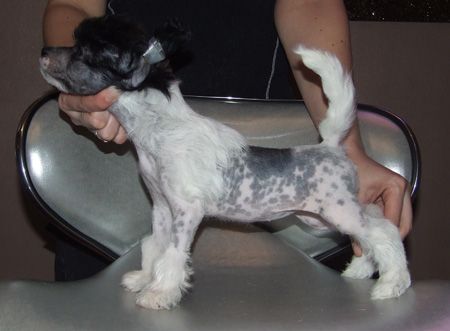 Fantastik Kashmir Zh