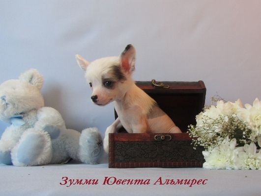 Zummi Juventa Almires