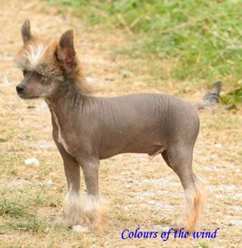 Colours of the wind de almamasan