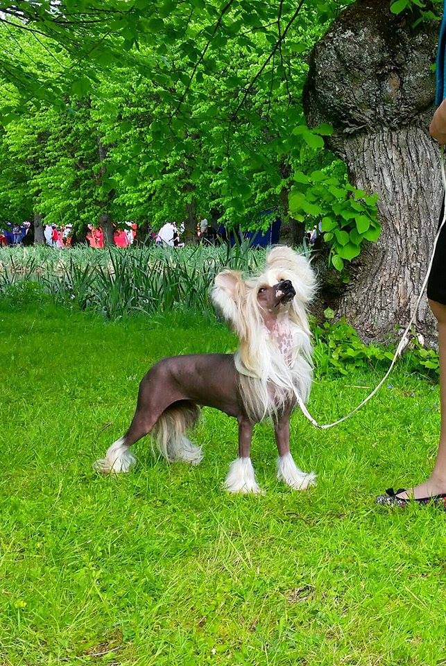 Myrtans I Love Trouble