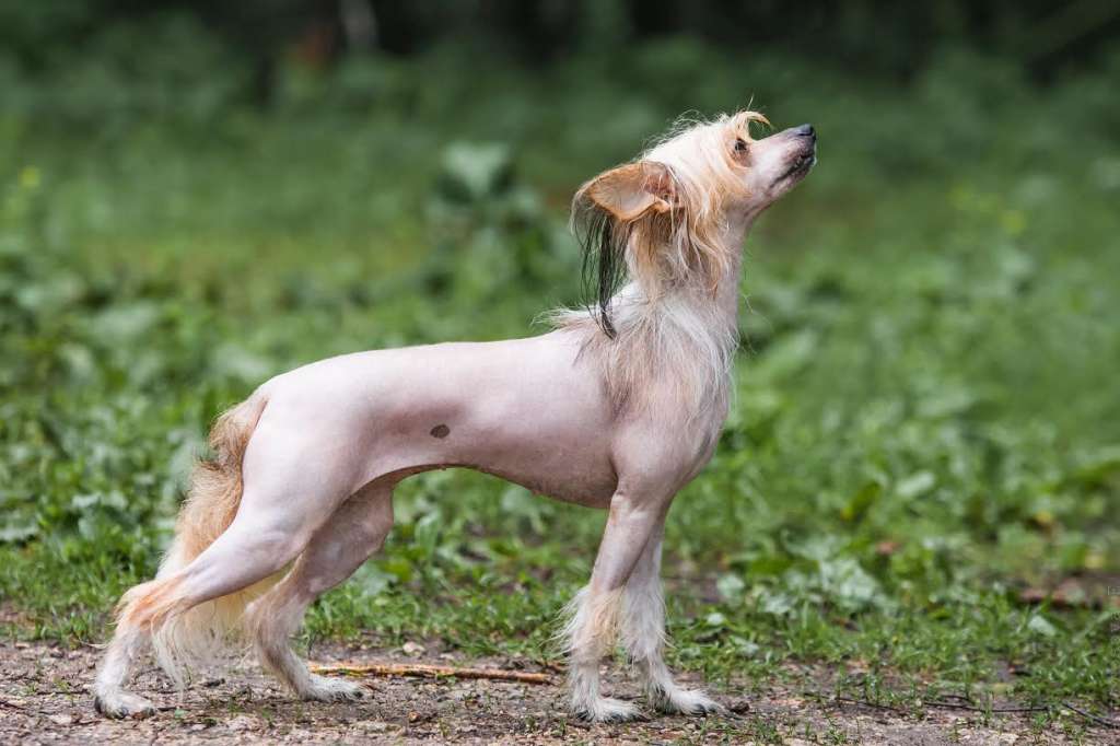 Vivat Sanraiz Guinevere