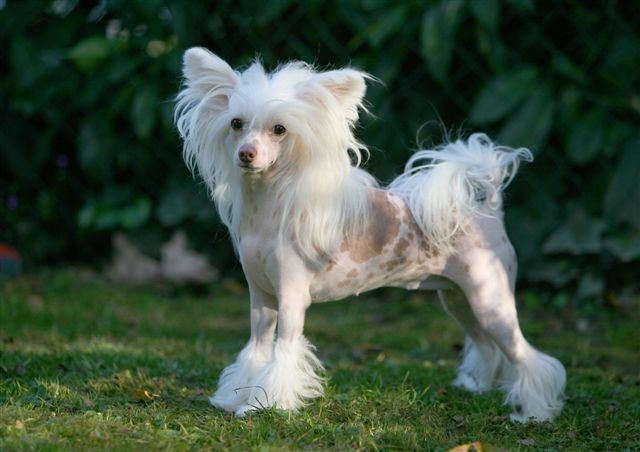 Golden Touch von Shinbashi