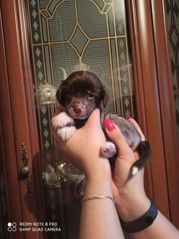 Beauty incomparable Rebecca