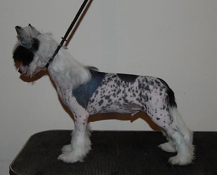 Crestyle Design By Choice HL