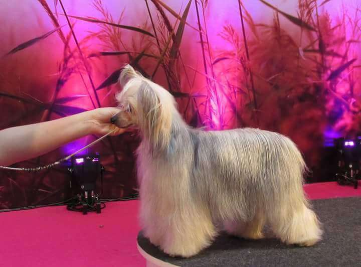 Family Song's Tambora