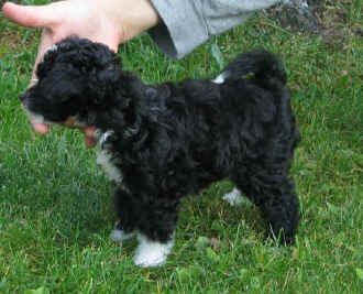 Stormblåstens Mooncrest Myst