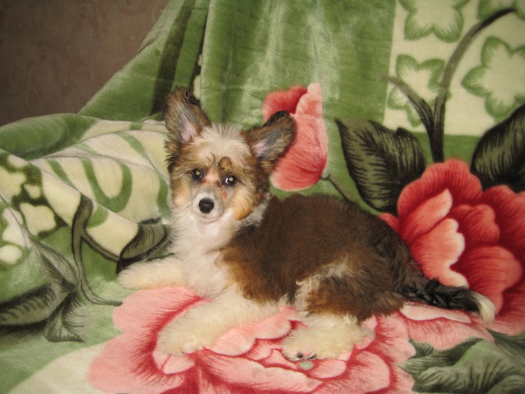 True Magnifisen Fantastic Flight