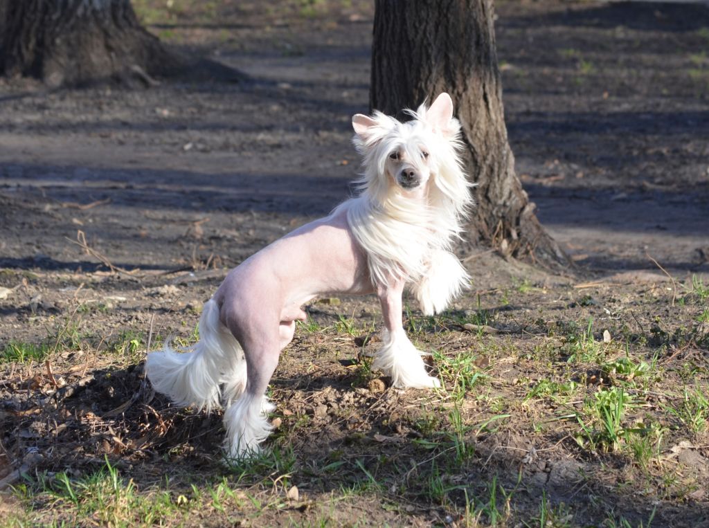 Magic of Success Lucky One