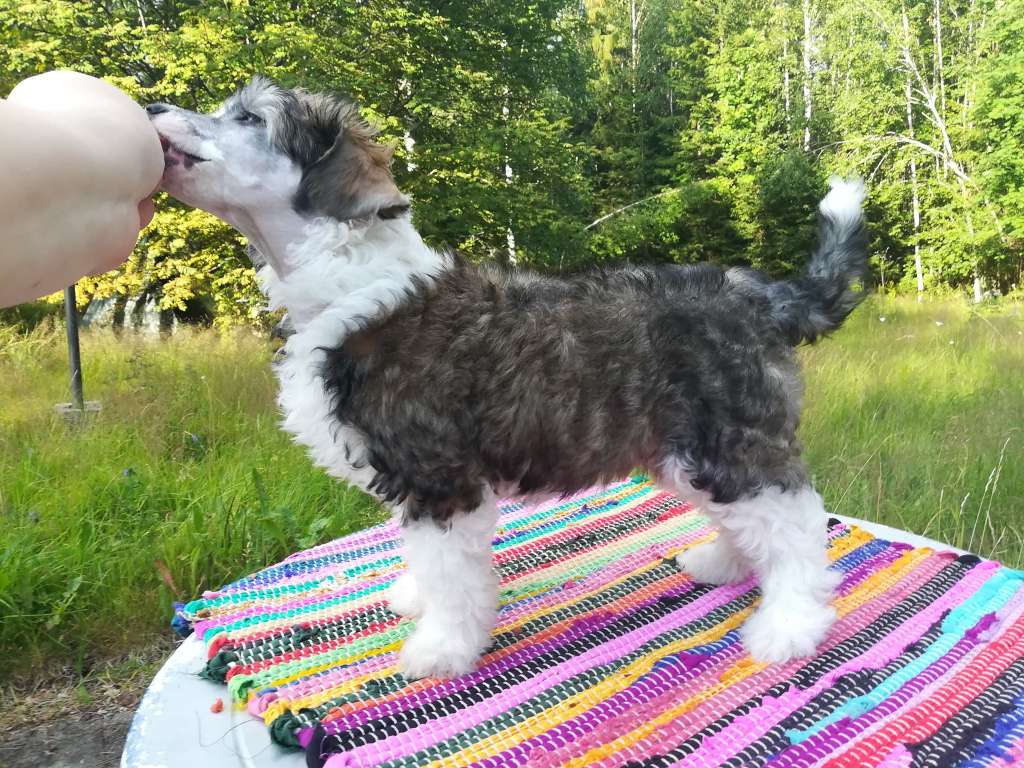 Stormblåstens Butterflies And Hurricanes