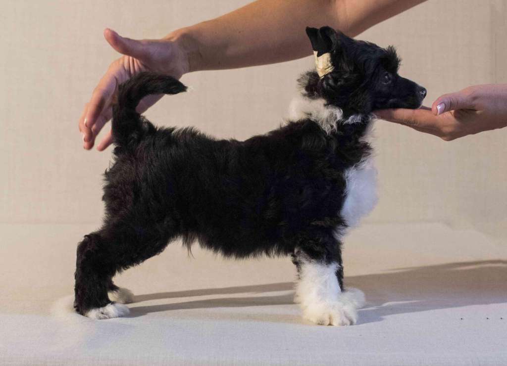 Fiery Fame Ideal Made