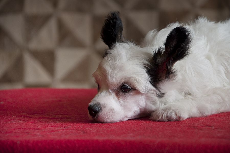 Rovanni Djekattolo Blair Redford