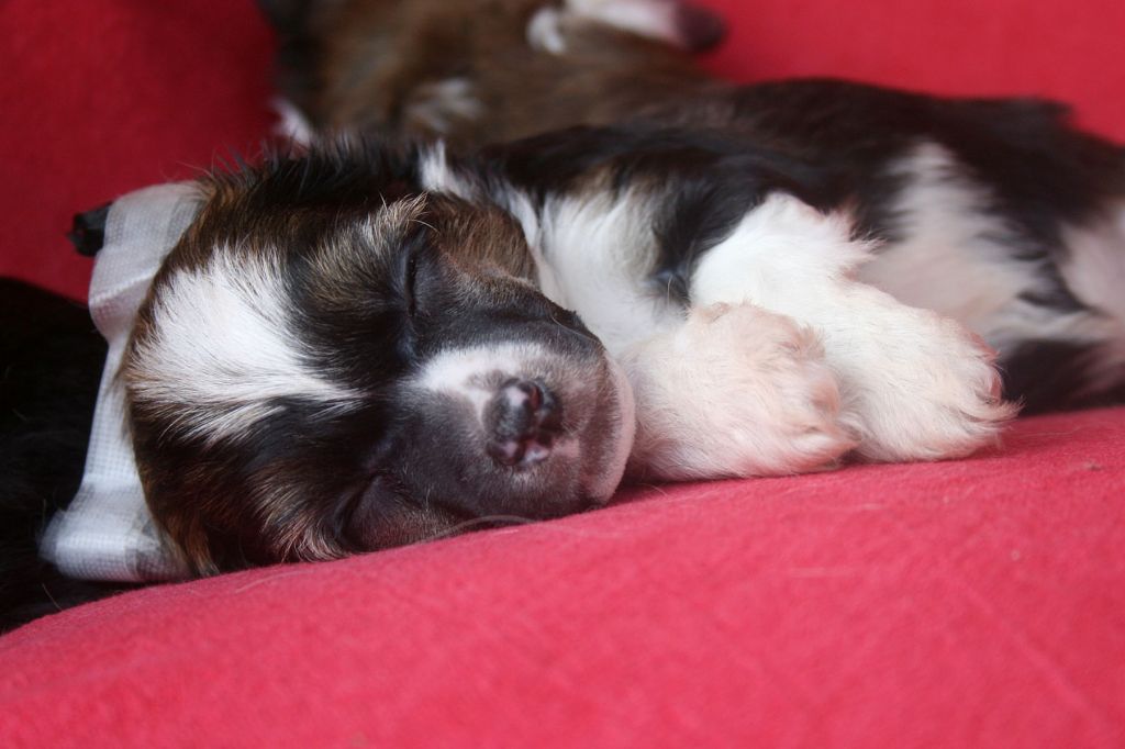 Sunset Dreams Adonis