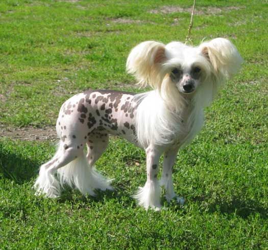 Joyway's Flying Star