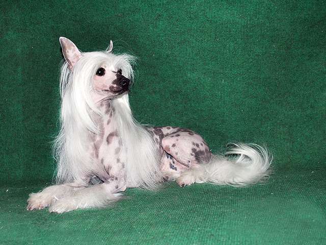 Ksolo Club Zhemchuzhina Latifa