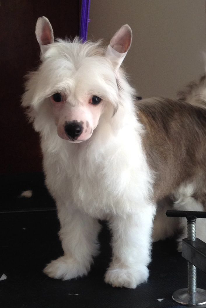 Jimi Hendrix Musical