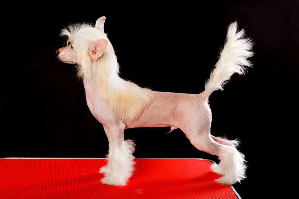 Bonapart Napoleon  Iz solneghnoi harmonii