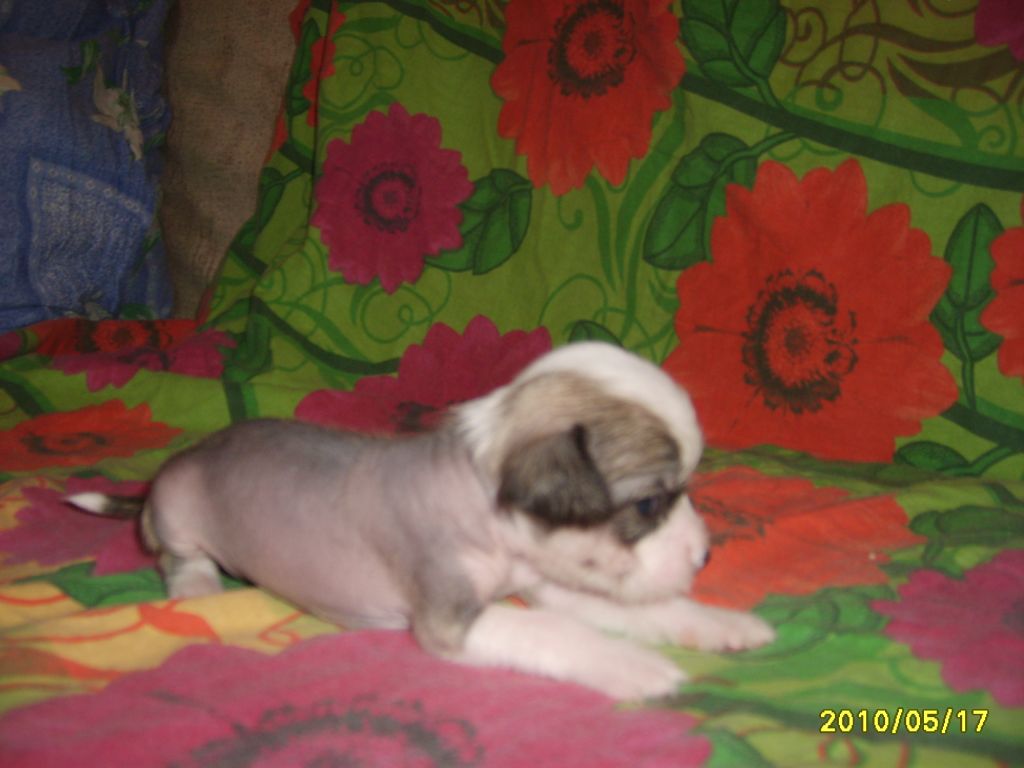 Semuel Vong of the Kanis