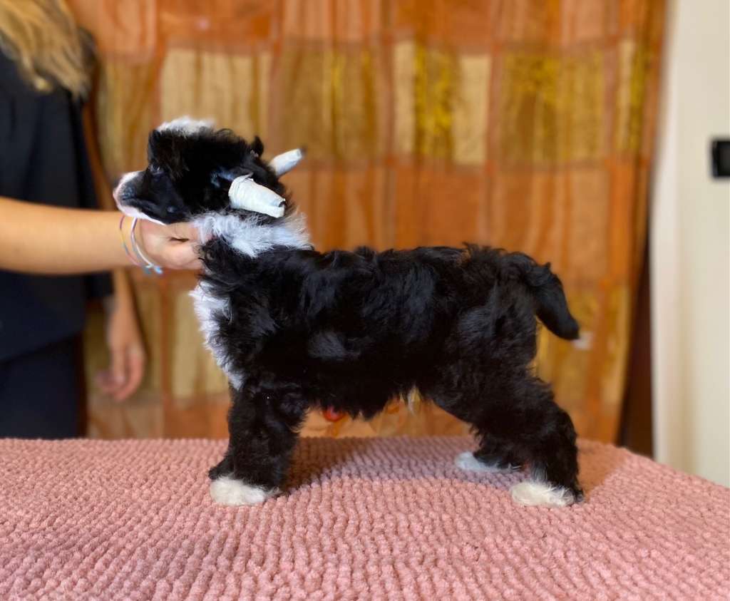 Stars at Sea Vanwolff