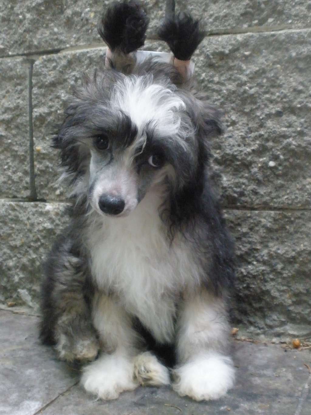 Wings of Desire Al Maarii Sapphire