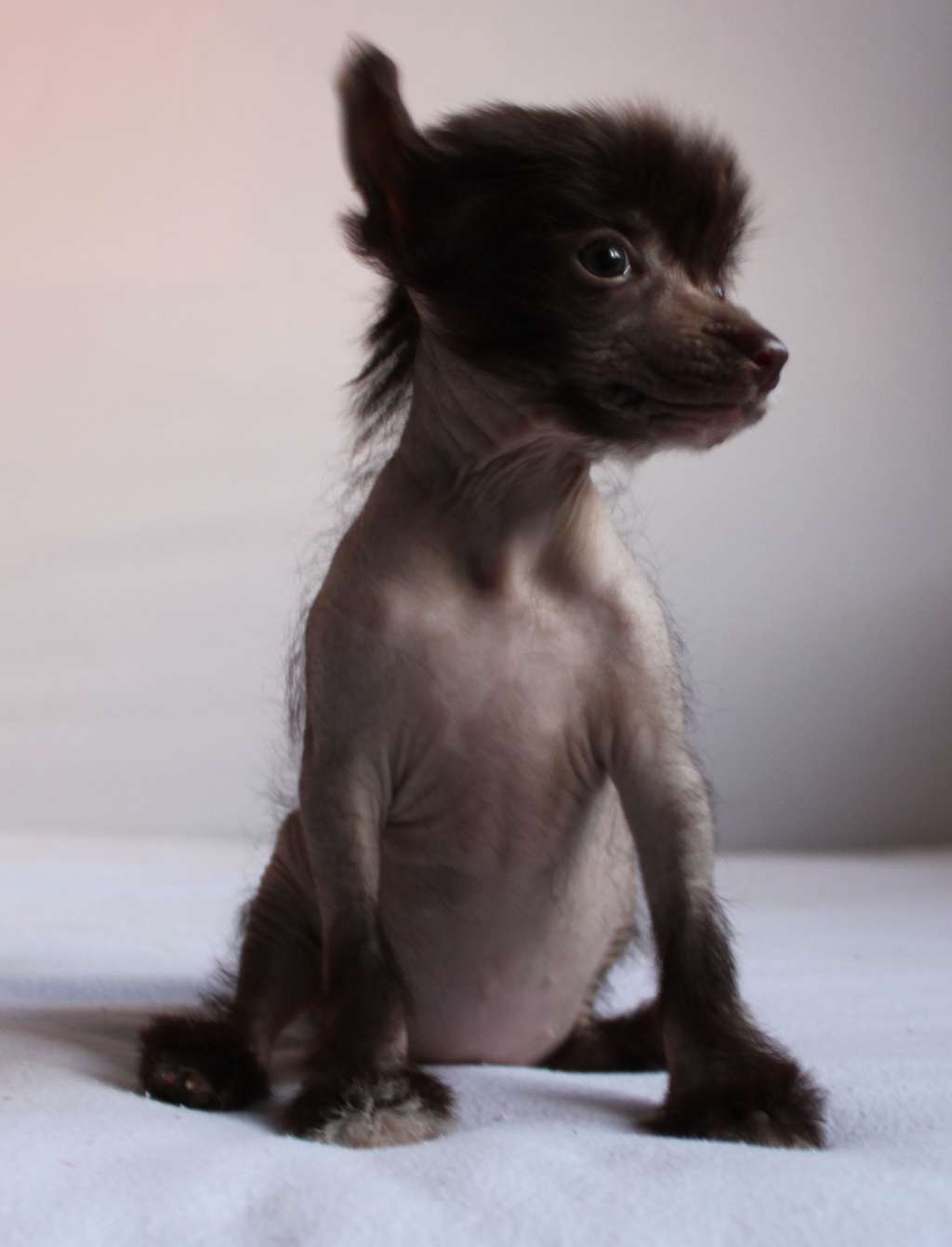 Karolina Queen Emerald iz Clana Timurlana