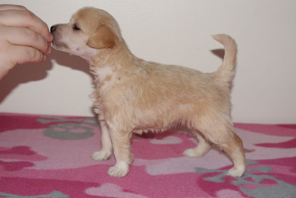 Crested Dream's Luna