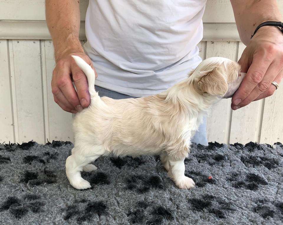 Arte Figure Oh Honey