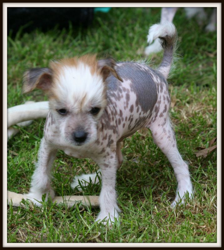 just a gigolo du pavé de varennes