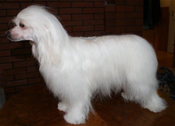 Dragon Moon Midnight Madness