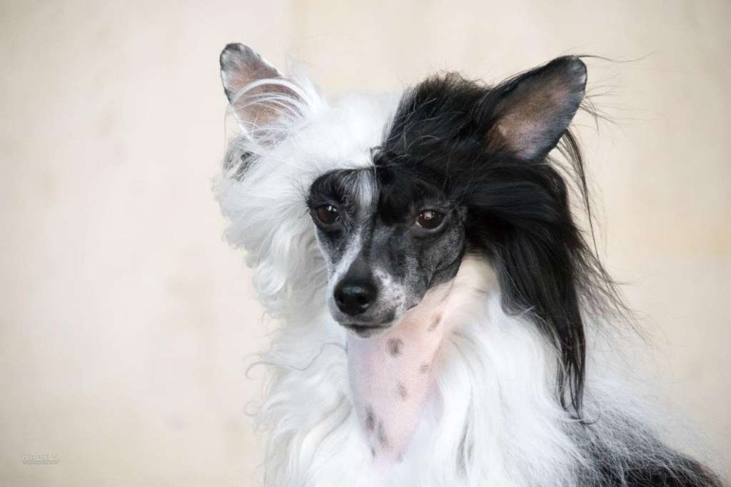 Multi Ch. Chaya Cante Tinza