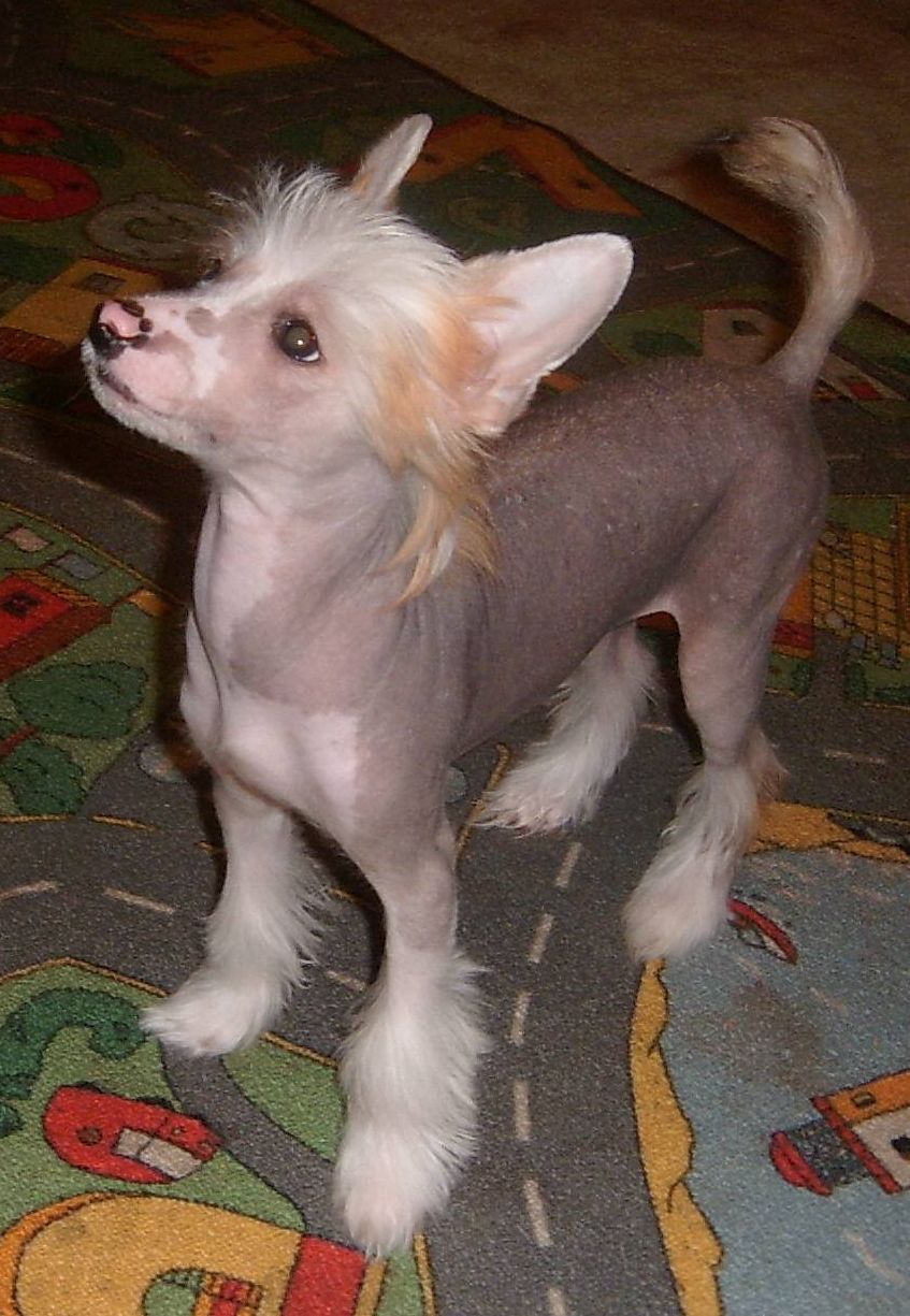 Alessandro Plysovy pritel