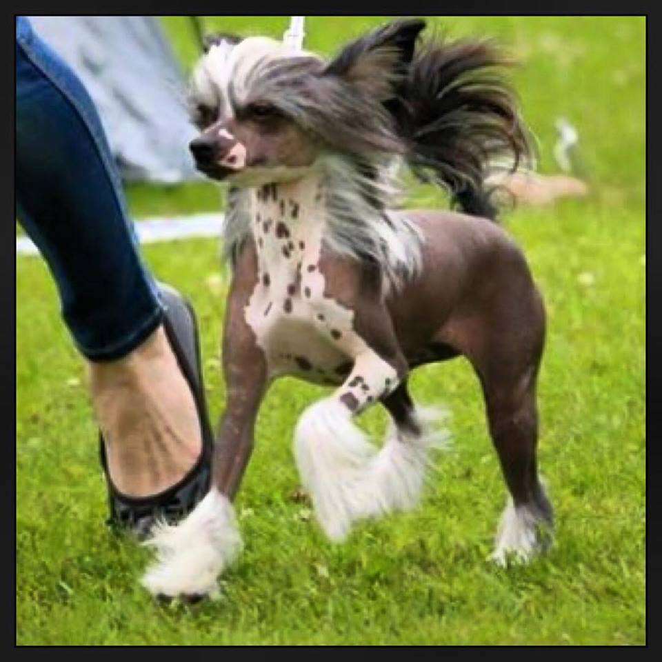 Julie's precious Robban's Enya