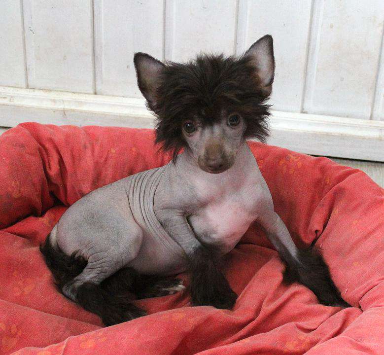 Brown Sugar vom Elfental