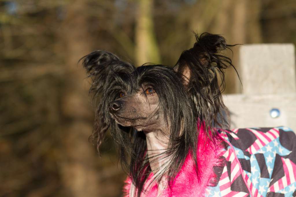 Ginger King of Diamonds