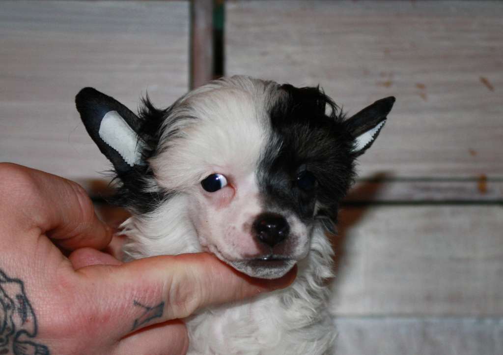 Love Bites The Wicker Man