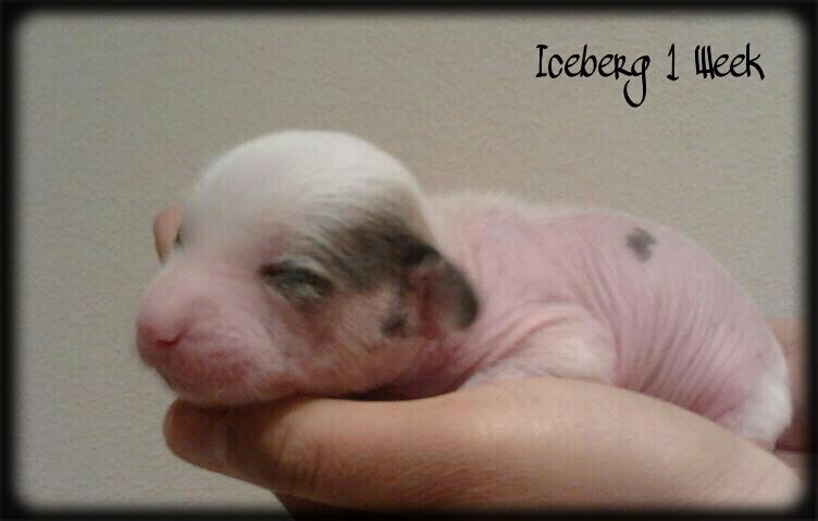 Iceberg de le Chien Bourjois