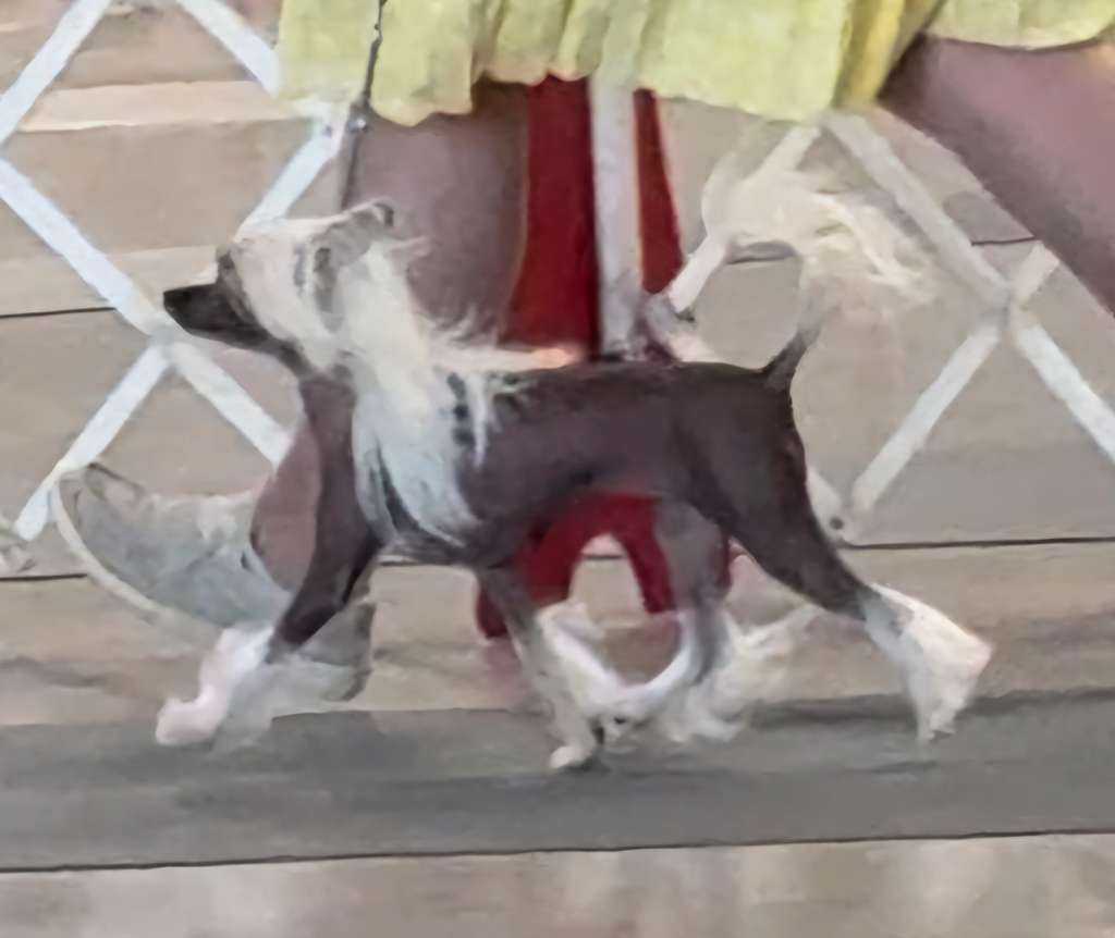 Naissur-Kaylen She Will Be Loved at Black Powder