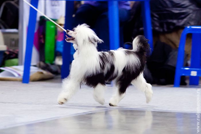 Rus Foreva Dolmatina