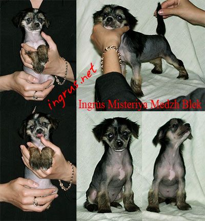 Ingrus Misteriya Medzh Blek