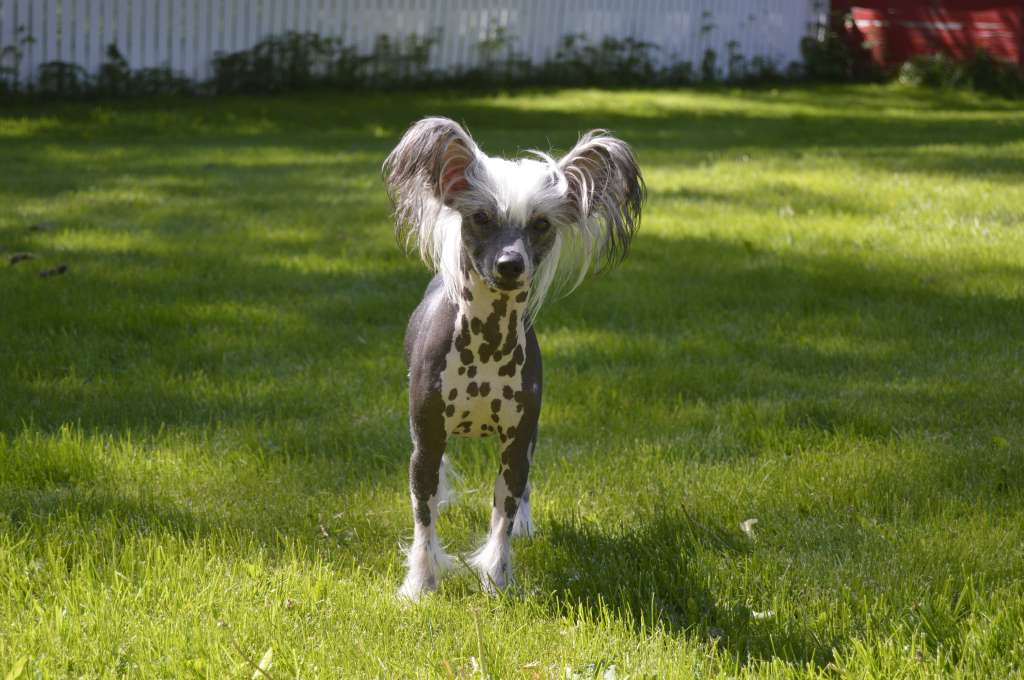 Pinky Twinky Totally Naked