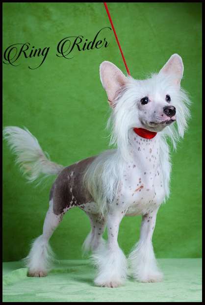 Ring rider Femme fatale