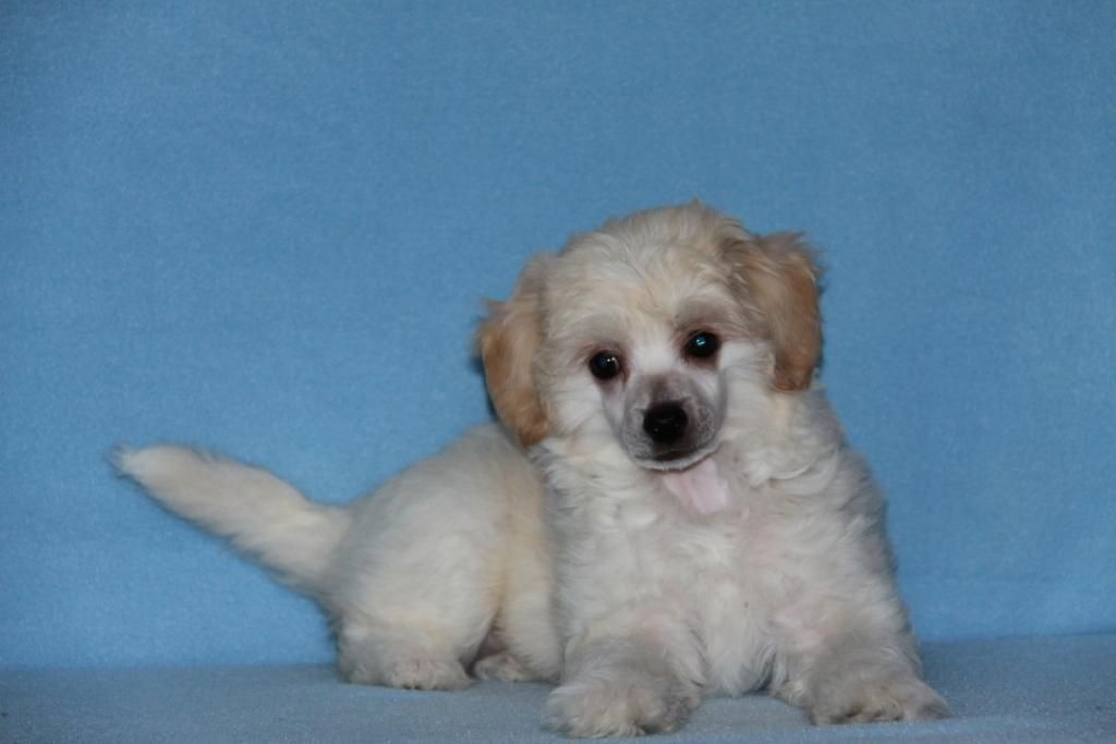 Zheneva-Debjut Zh?lvern