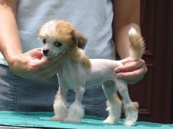 Tudor Hills Y Y Delilah